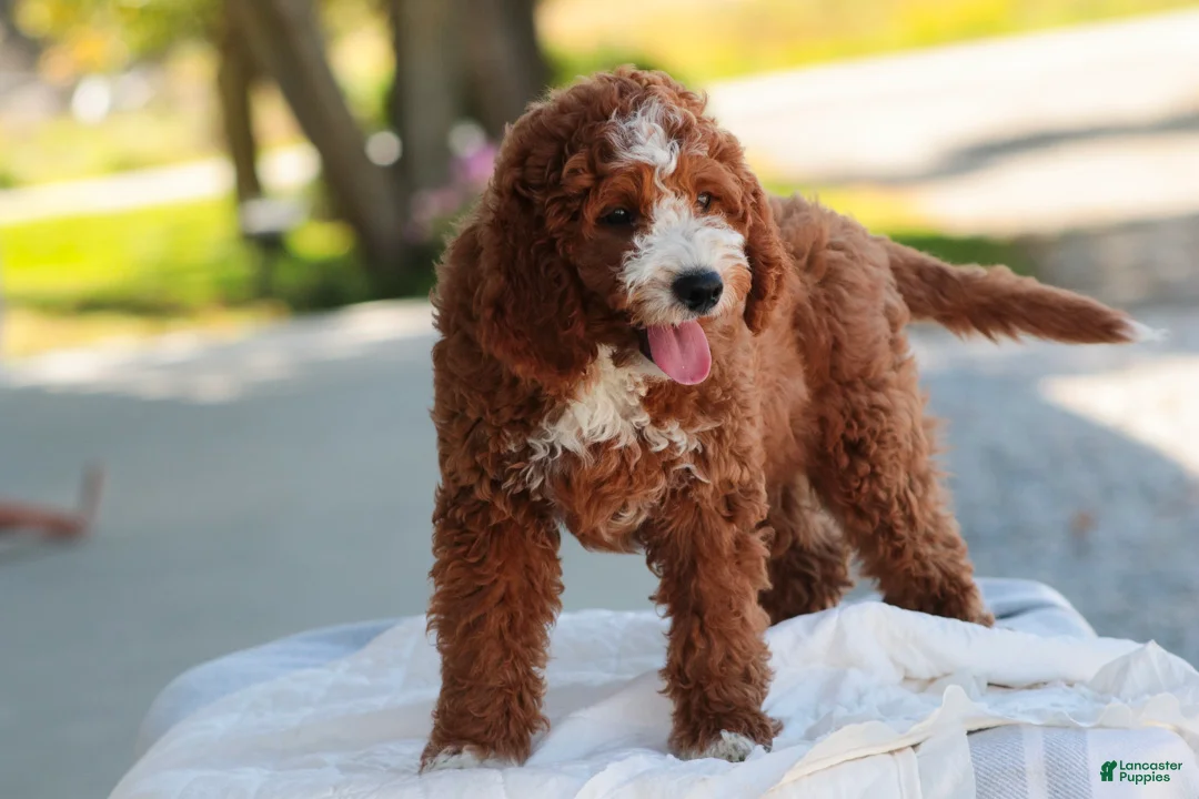 Cavapoo dogs for sale: Blaise Cavapoo  - Ad 2