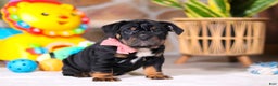 Mixed Breed dogs for sale: Sally - Ad 3