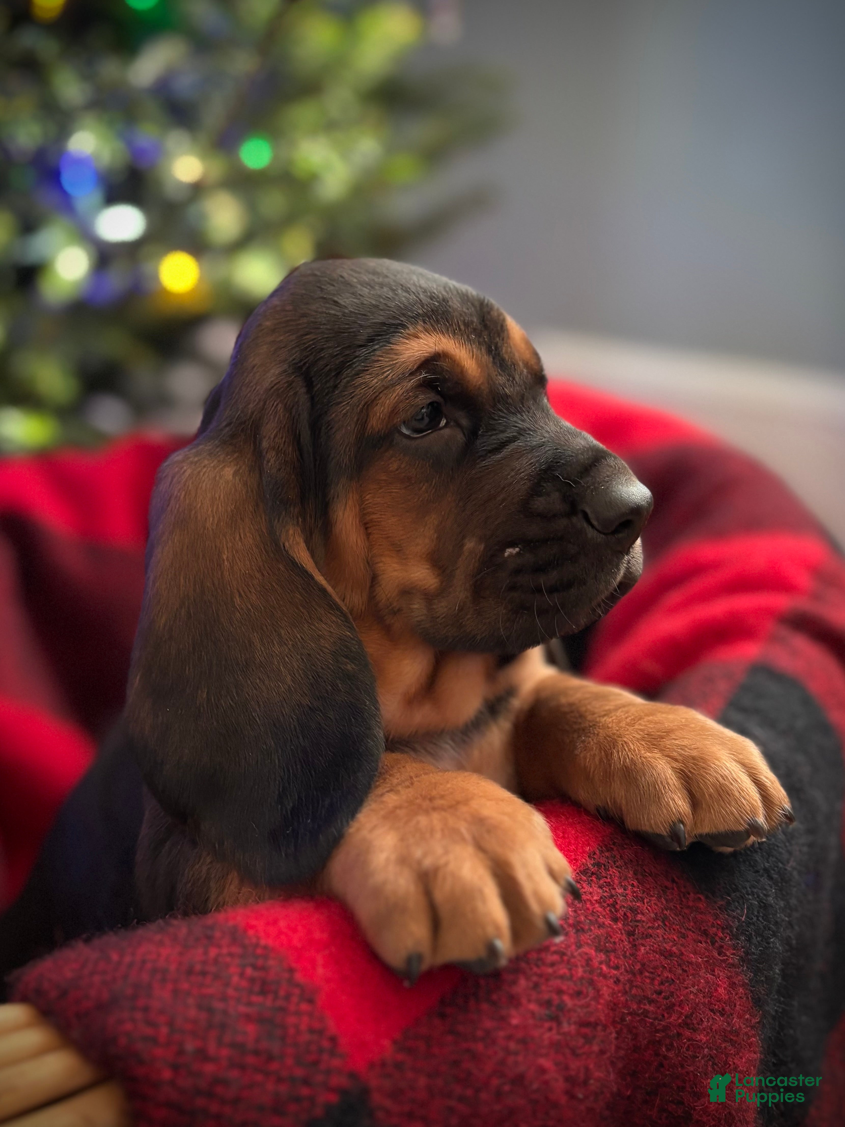 Basset Hound dogs Buddy - Ad 19