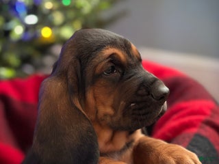 Basset Hound dogs Buddy - Ad 4