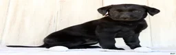 Labrador Retriever dogs for sale: Ariel - Ad 6