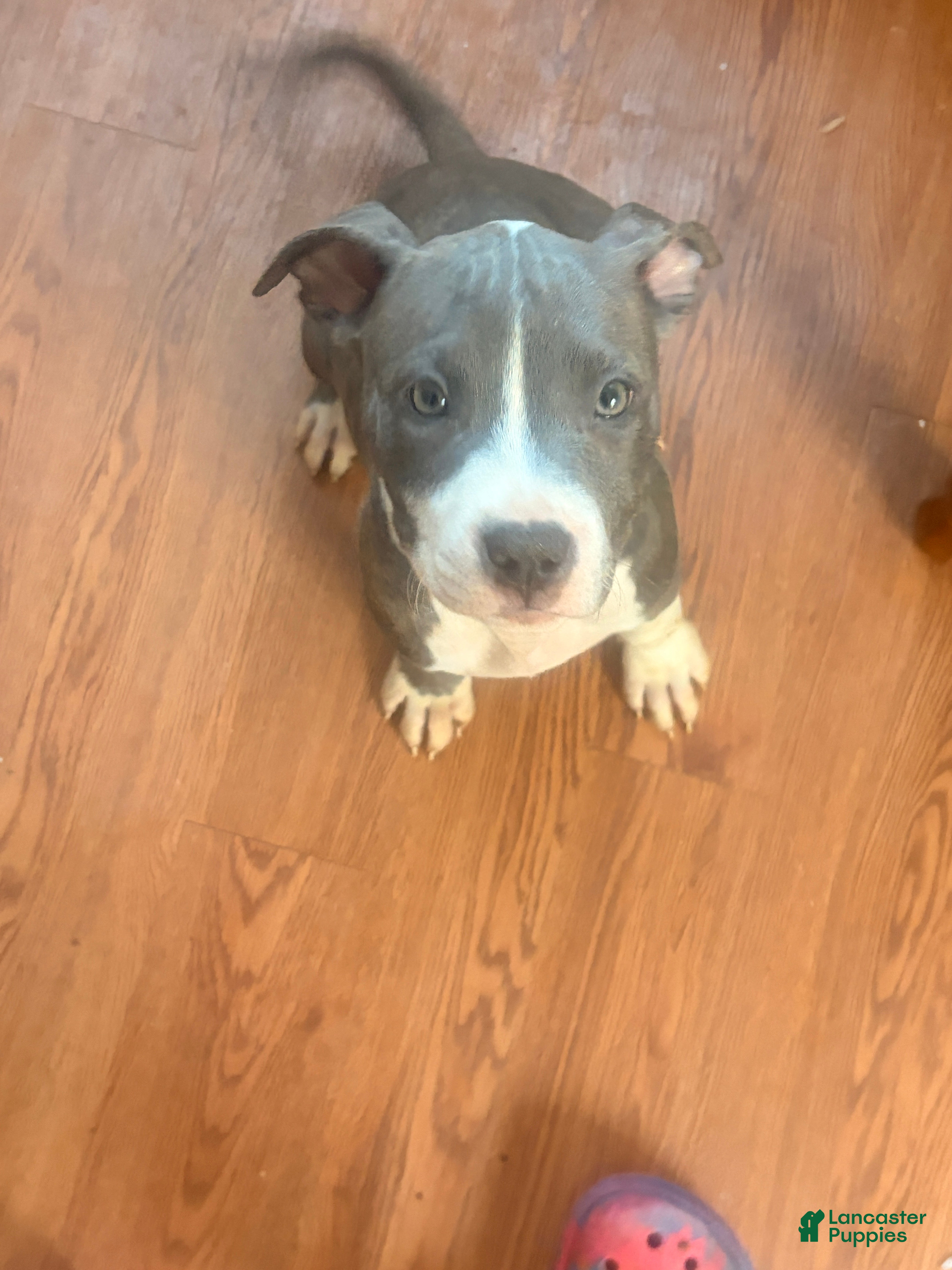 American Bully dogs for sale: Girly Pop - Ad 2