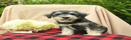 Miniature Schnauzer dogs for sale: Leo  - Ad 4
