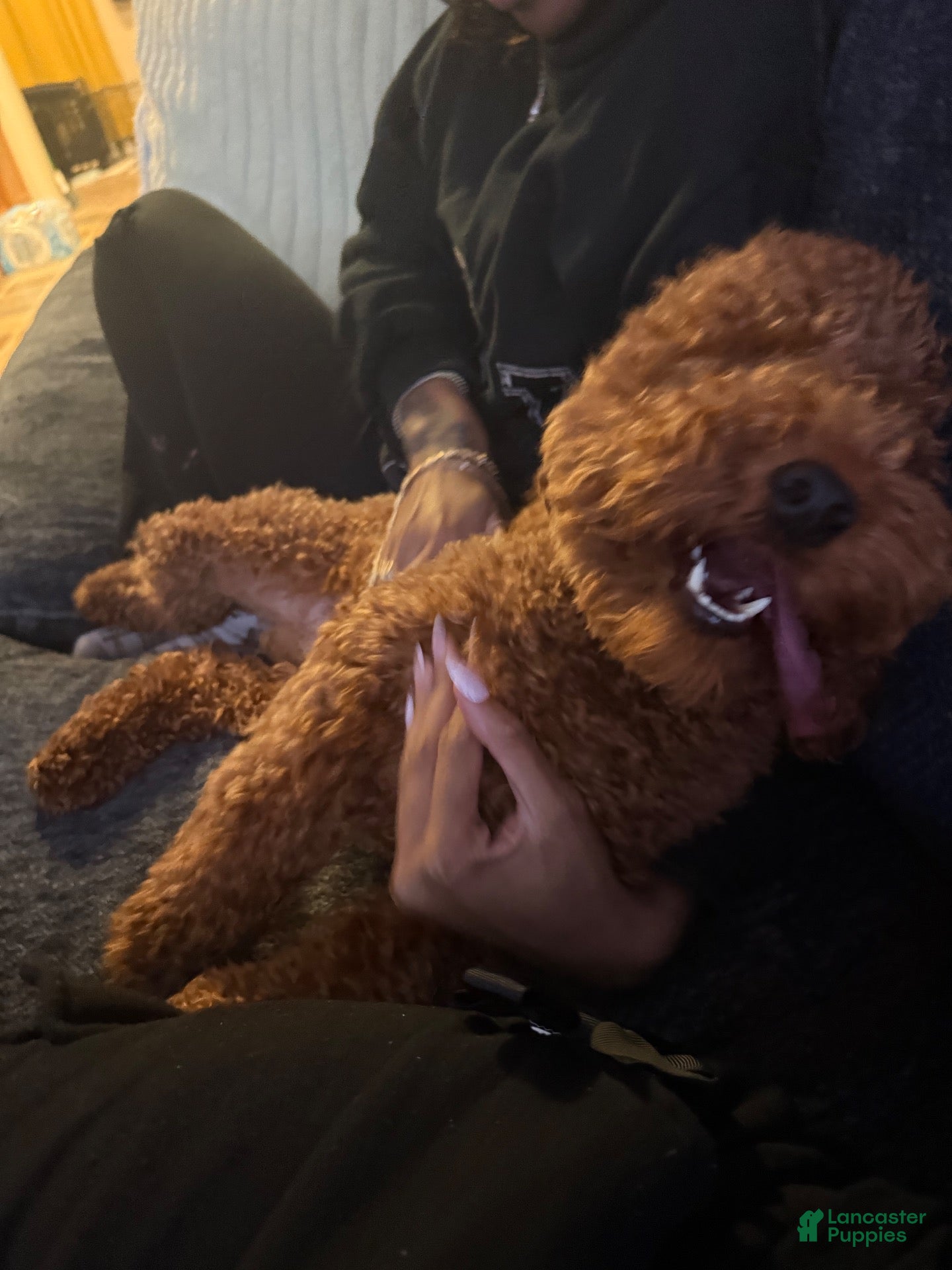 Miniature Poodle dogs Teddy - Ad 16