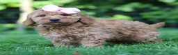 Mini Goldendoodle dogs for sale: Lilly - Ad 5
