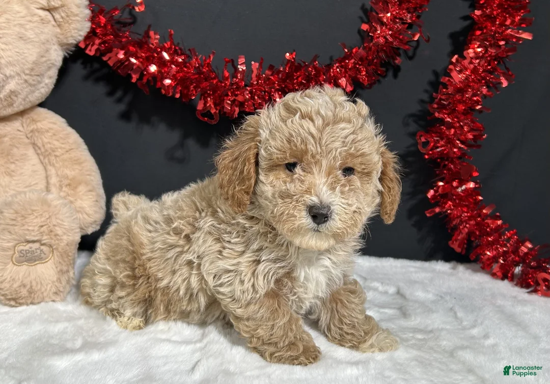 Toy Poodle dogs for sale: Addie - Ad 2