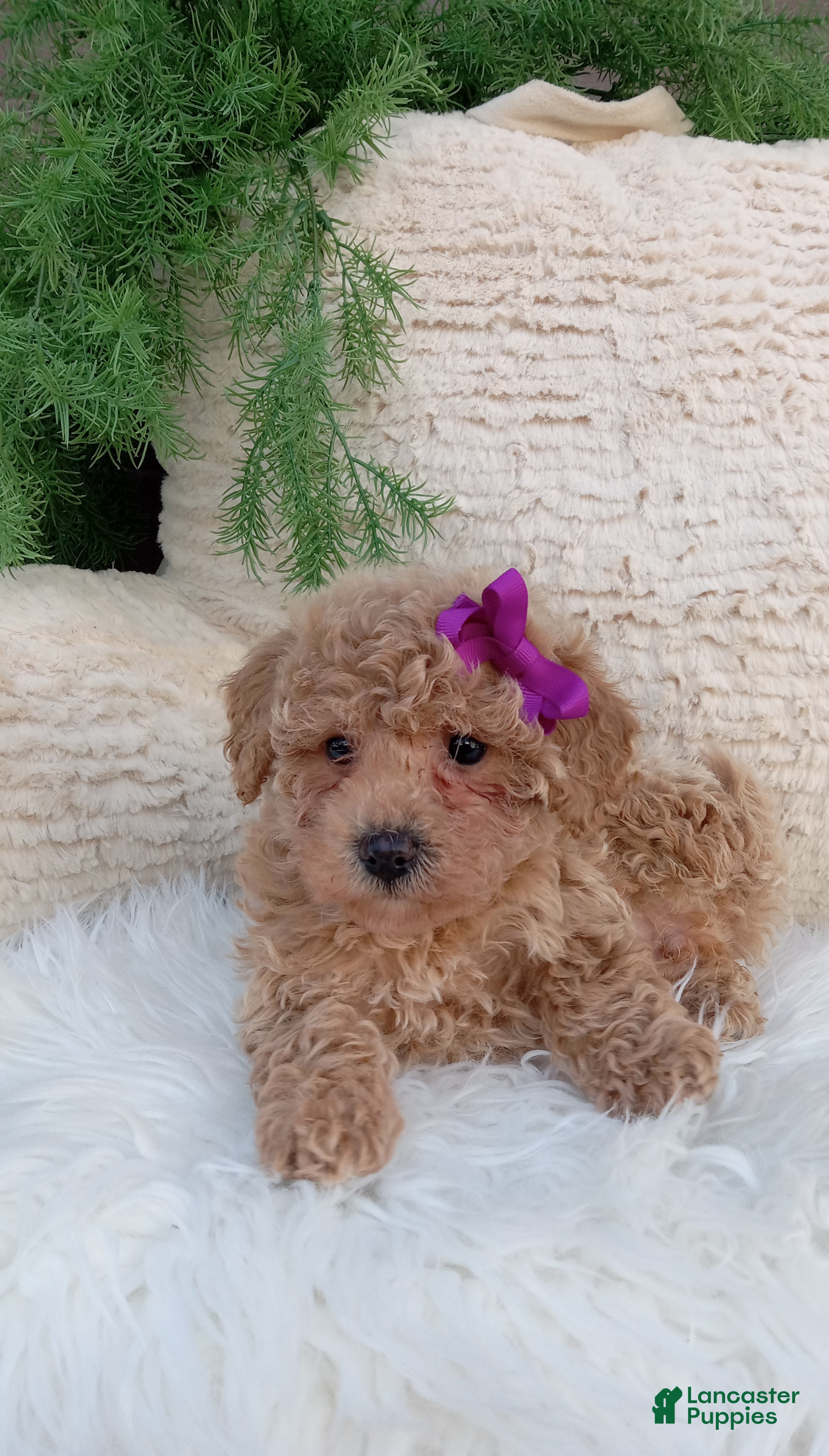 Bichpoo dogs Jazzy - Ad 2