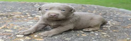 Labrador Retriever dogs for sale: Asher - Ad 3