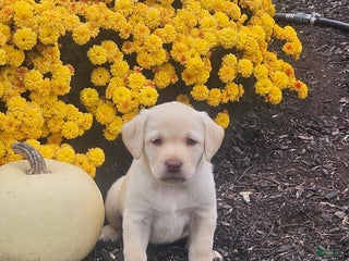 Labrador Retriever dogs - Ad 28