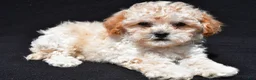 Shihpoo dogs for sale: Jip - Ad 7