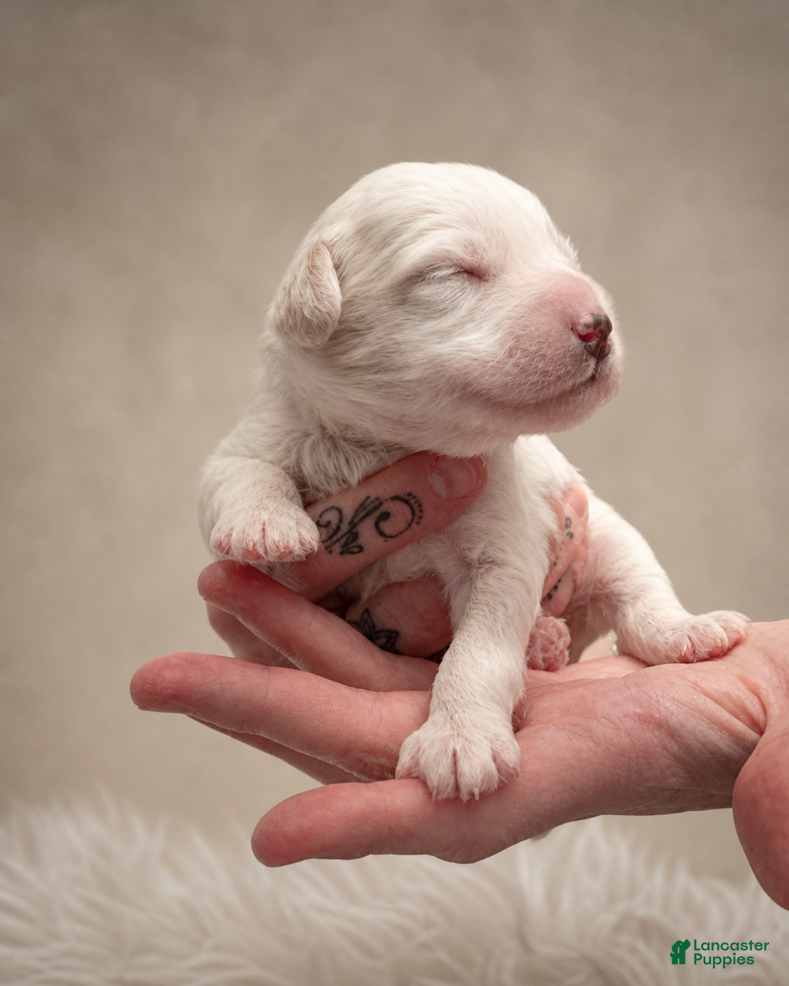 Mini Goldendoodle dogs Chai🐾 🐶 - Ad 1