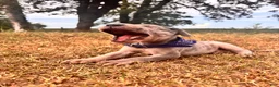 Great Dane dogs for sale: Euro Ridley  - Ad 4