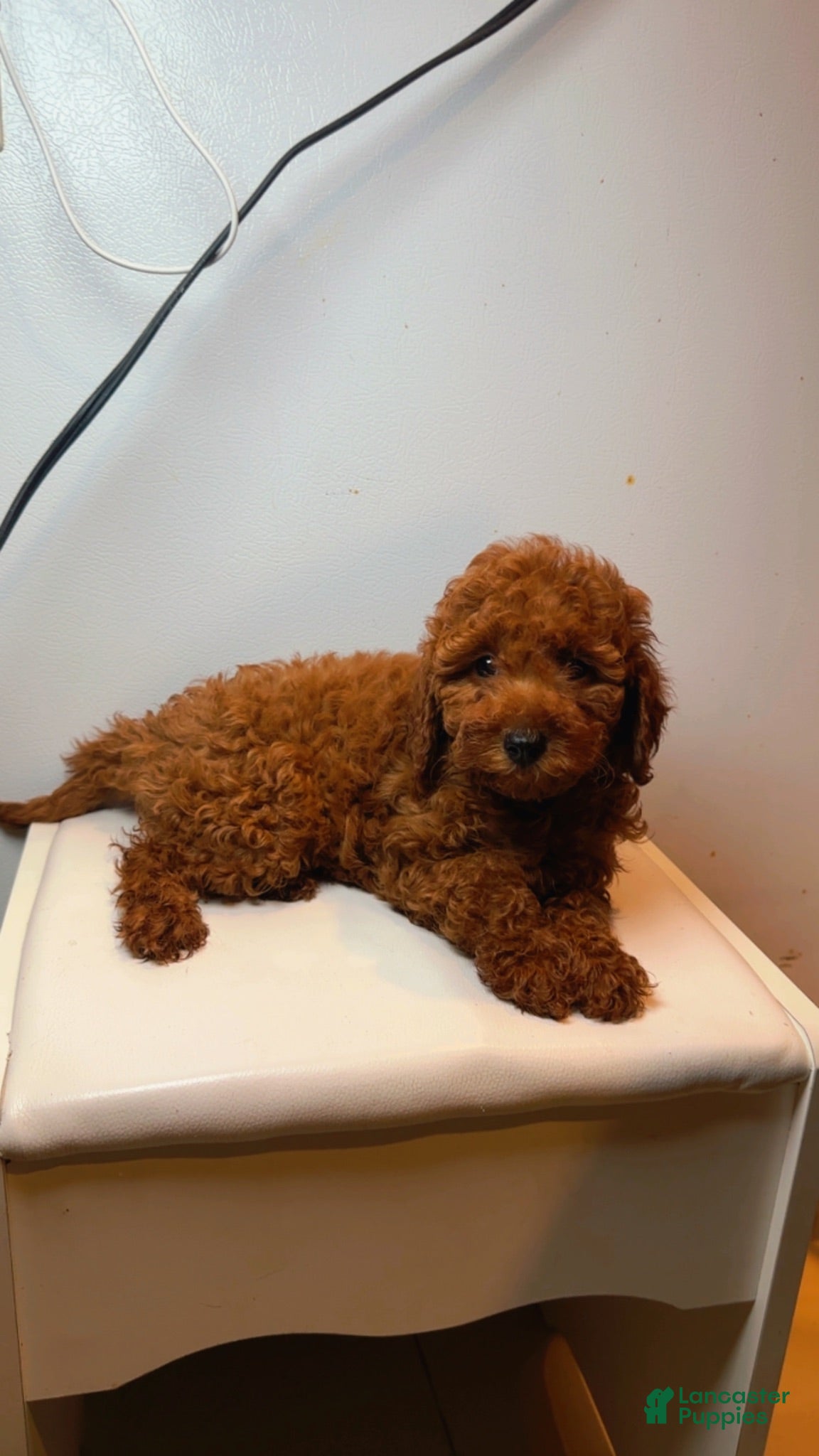 Miniature Poodle dogs Miniature Poodle 2 - Ad 5