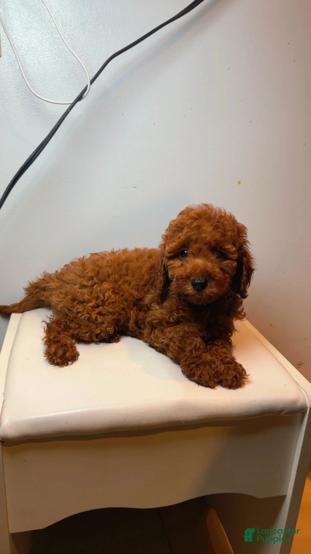 Miniature Poodle dogs for sale: Miniature Poodle 2 - Ad 1