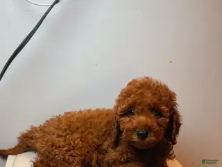Miniature Poodle dogs Miniature Poodle 2 - Ad 5