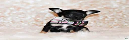 Chihuahua dogs for sale: Marty - Ad 5