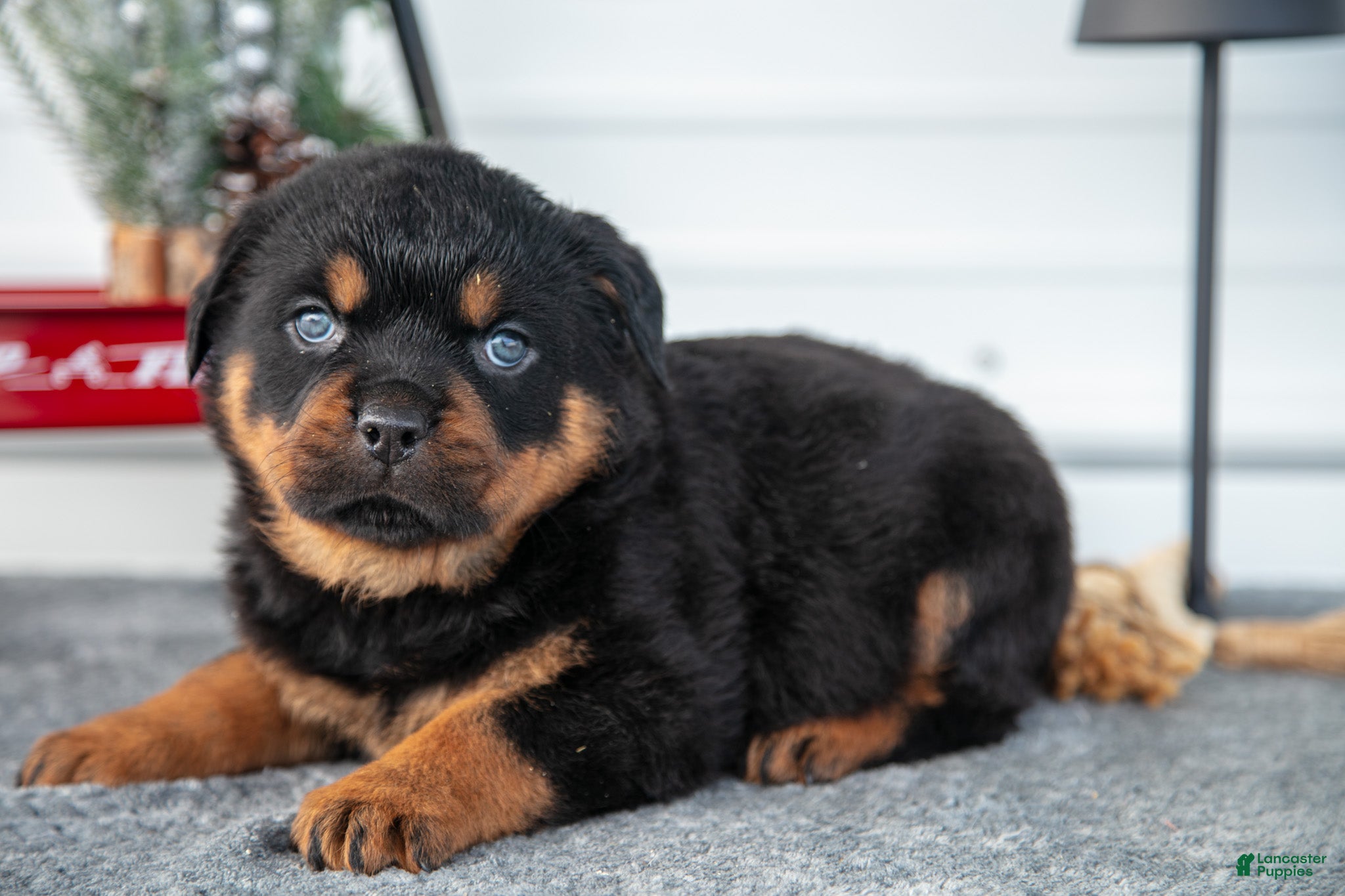 Rottweiler dogs Hugo - Ad 34