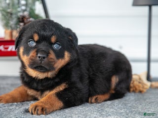 Rottweiler dogs Hugo - Ad 34