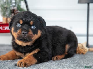 Rottweiler dogs Hugo - Ad 30