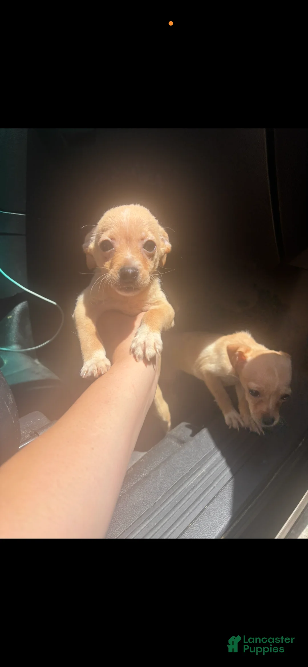 Chihuahua dogs for sale: Chihuahua 1 - Ad 1