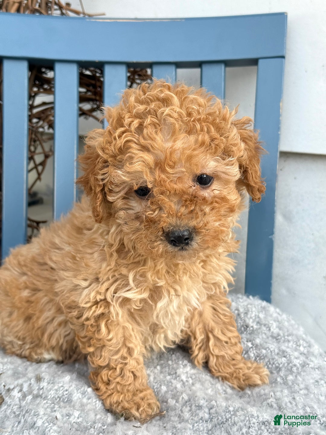 Toy Poodle dogs for sale: Oaks - Ad 11