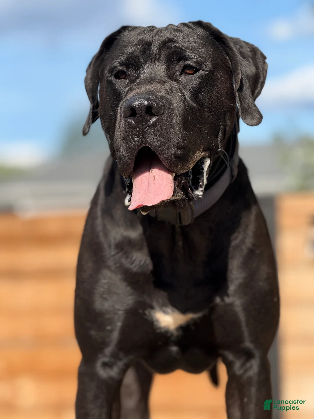 Mixed Breed dogs for sale: Grey Collar Male - Ad 4