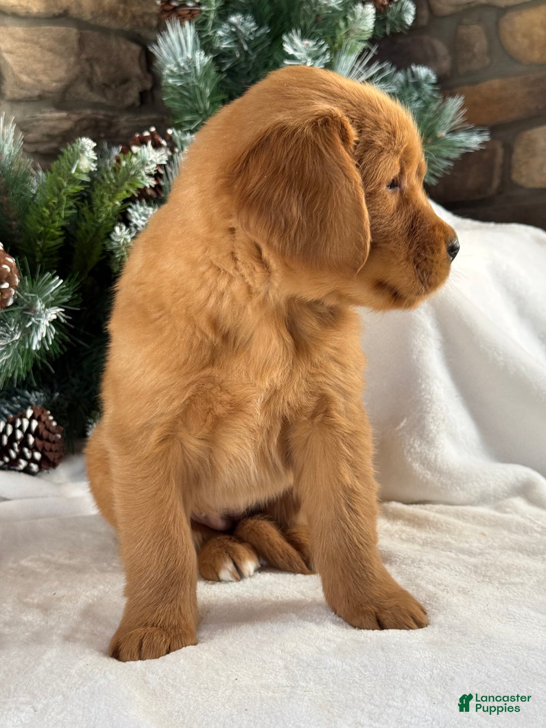 Golden Retriever dogs for sale: Daisy  - Ad 3
