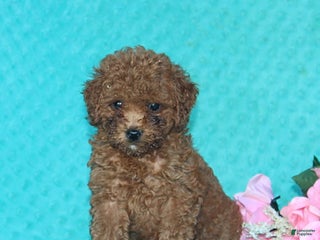 Toy Poodle dogs - Ad 1