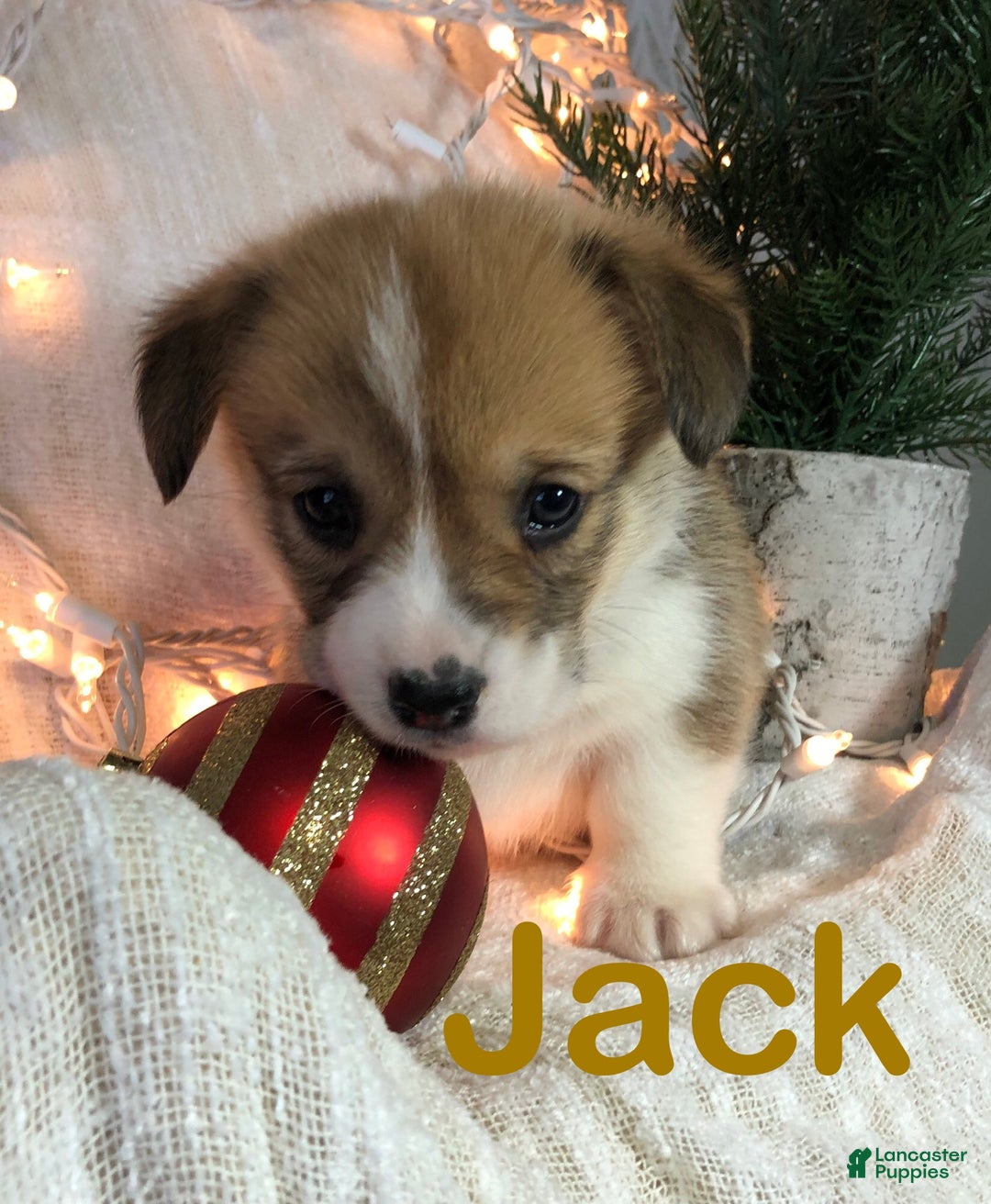 Welsh Corgi Pembroke dogs for sale: Jack - Ad 1