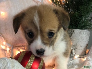 Welsh Corgi Pembroke dogs Jack - Ad 8