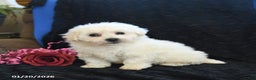 Bichon Frise dogs for sale: Pete - Ad 2