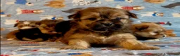 Shorkie dogs for sale: Shorkie 2 - Ad 5