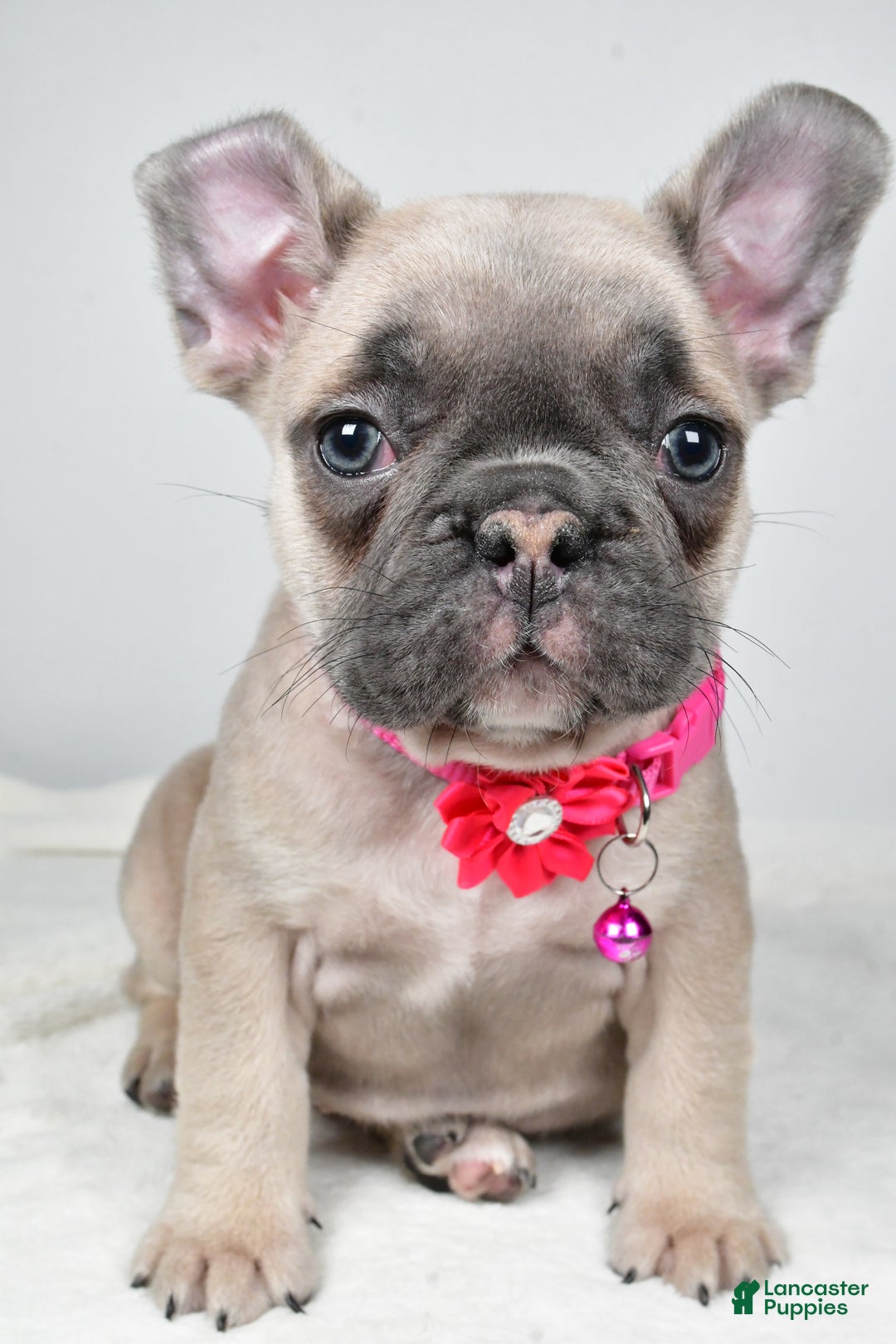 Mixed Breed dogs for sale: Reese - Ad 7