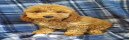 Cockapoo dogs for sale: Axel - Ad 4