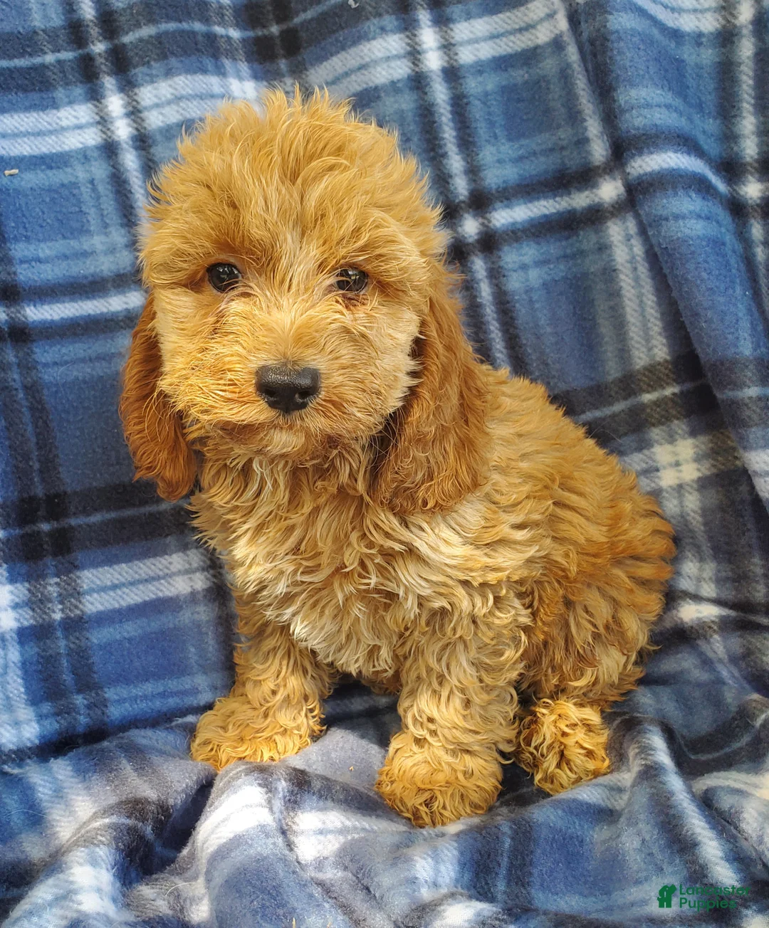 Cockapoo dogs for sale: Axel - Ad 4