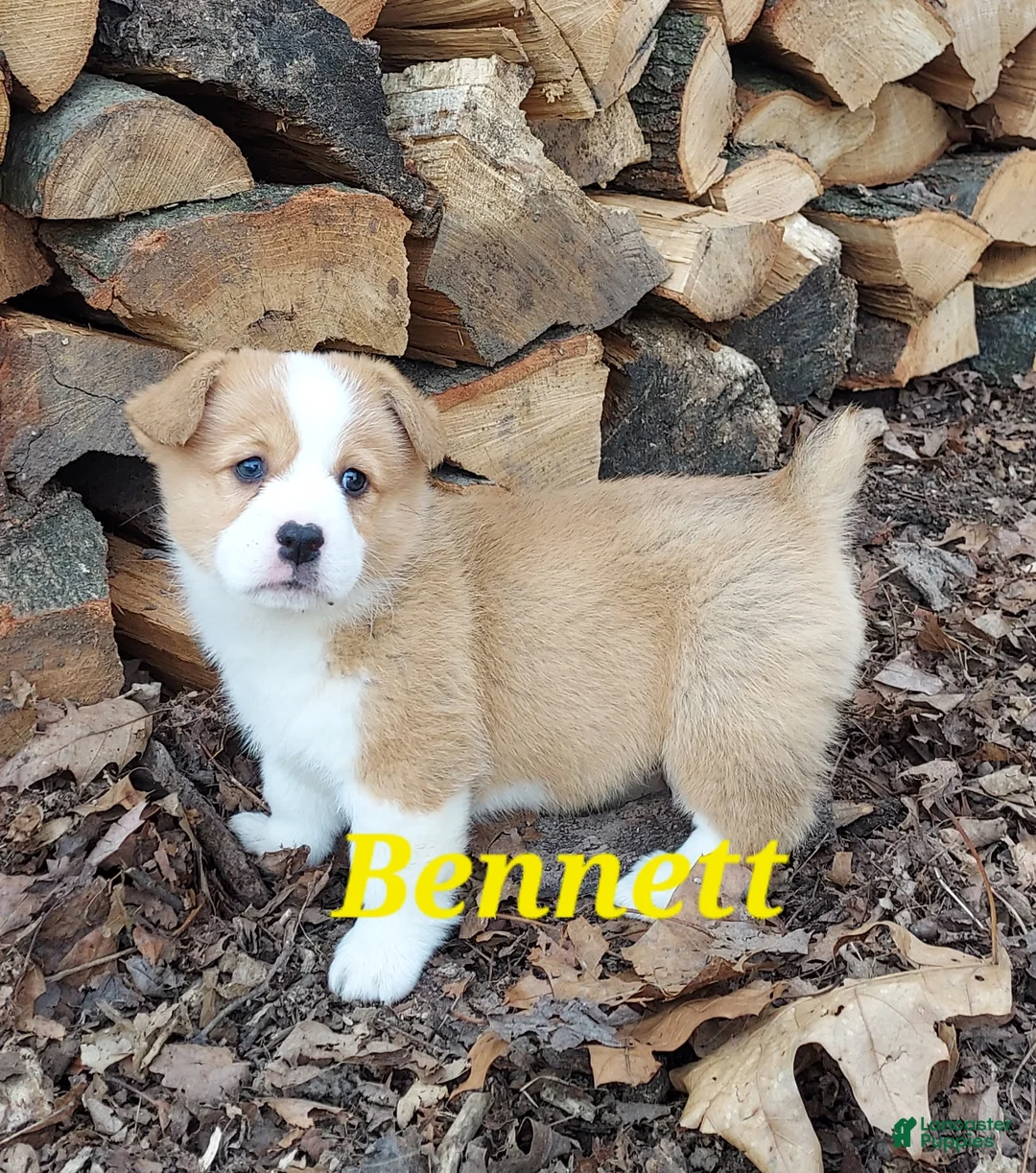 Welsh Corgi Pembroke dogs for sale: Welsh Corgi Pembroke Puppy 3 - Ad 1