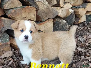 Welsh Corgi Pembroke dogs for sale: Bennett - Ad 1