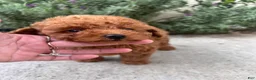 Toy Poodle dogs for sale: Toy Poodle 2 - Ad 3