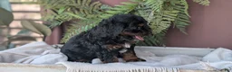 Cockapoo dogs for sale: Harmony  - Ad 8
