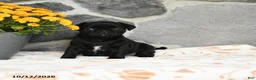 Pug dogs for sale: Mochi - Ad 5