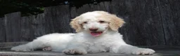Standard Poodle dogs for sale: Pebble AKC Standard Poodle - Ad 4