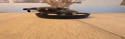 Chihuahua dogs for sale: addi - Ad 4