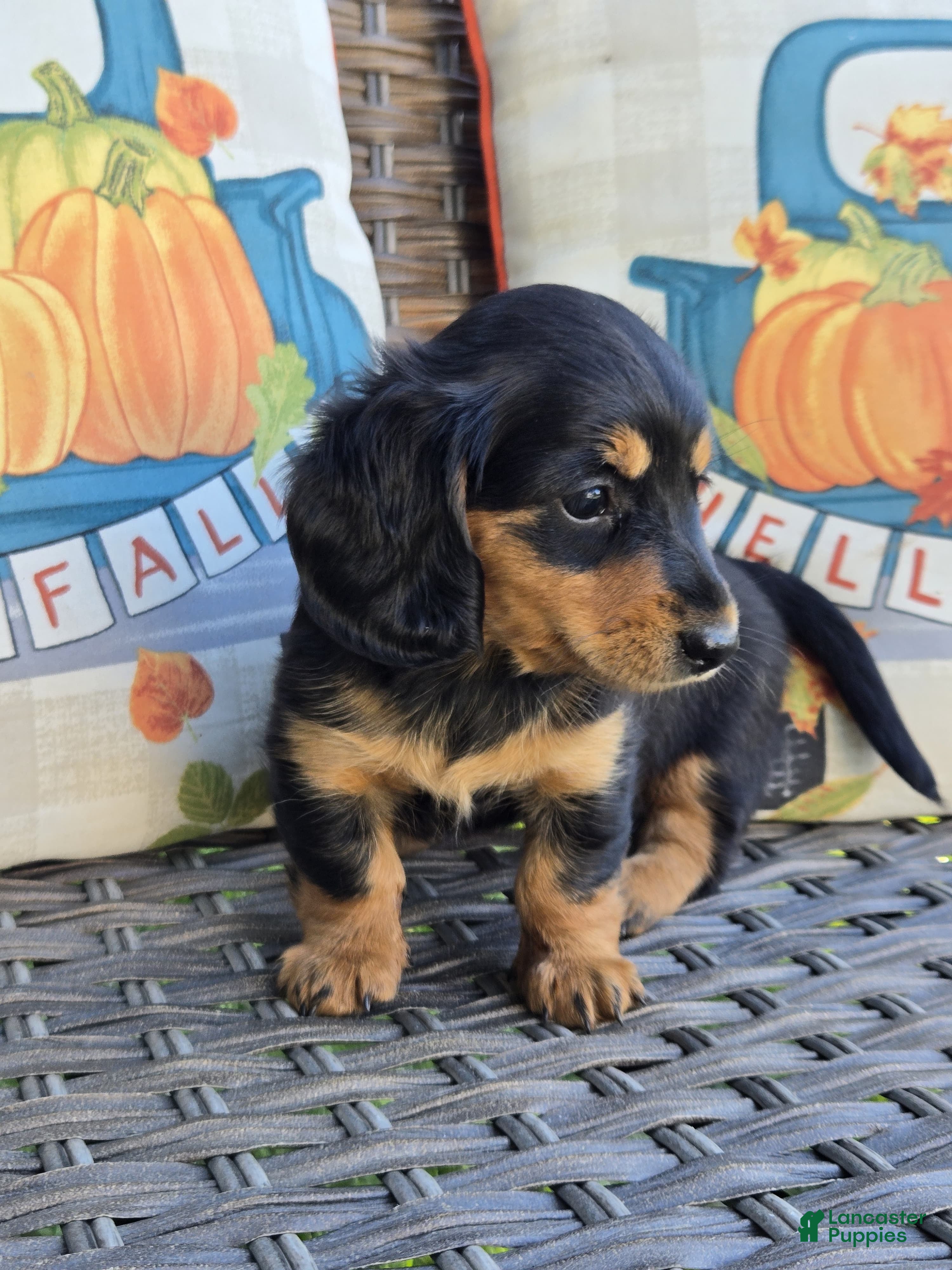 Miniature Dachshund dogs Harper  - Ad 1