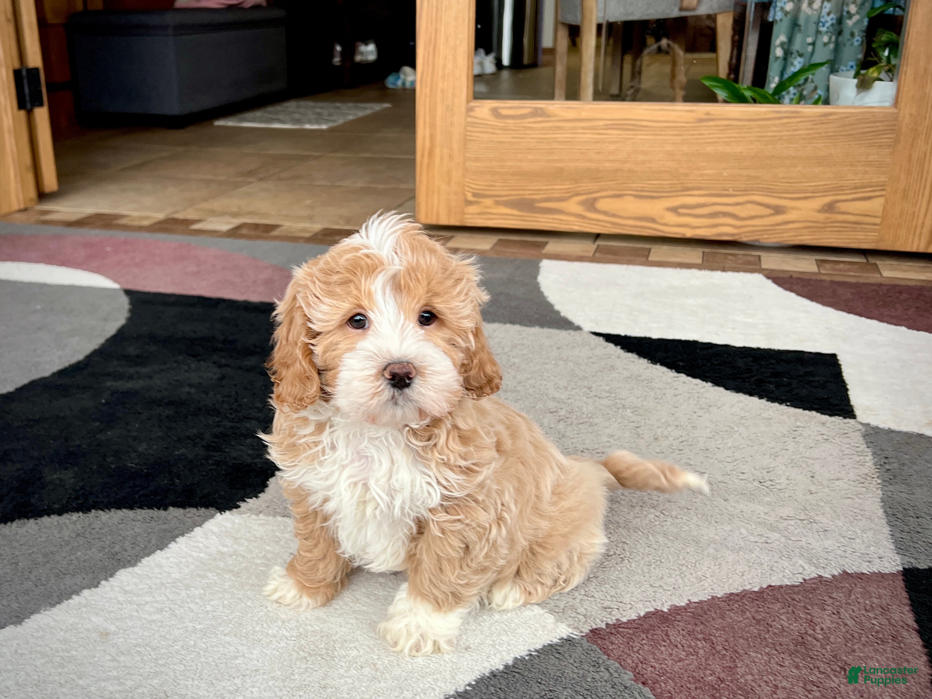 Mixed Breed dogs Ollie - Ad 1