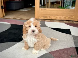 Mixed Breed dogs Ollie - Ad 3