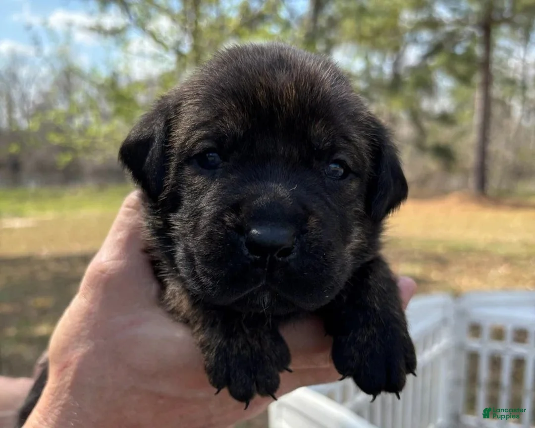 Mixed Breed dogs for sale: Dark Blue - Ad 2