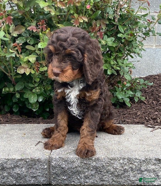 Cavapoo dogs Niles- Chocolate tri - Ad 2