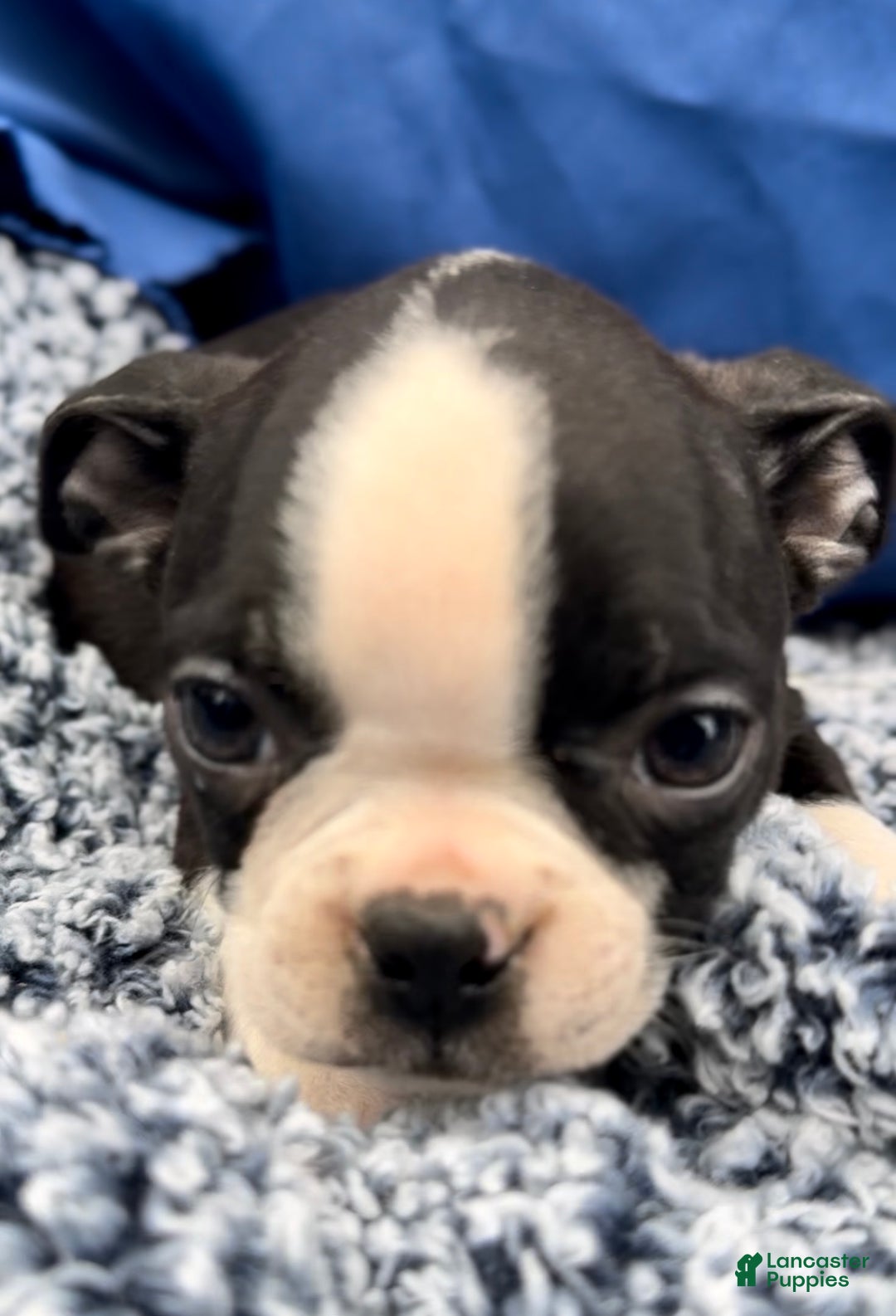 Boston Terrier dogs for sale: Baxter - Ad 3