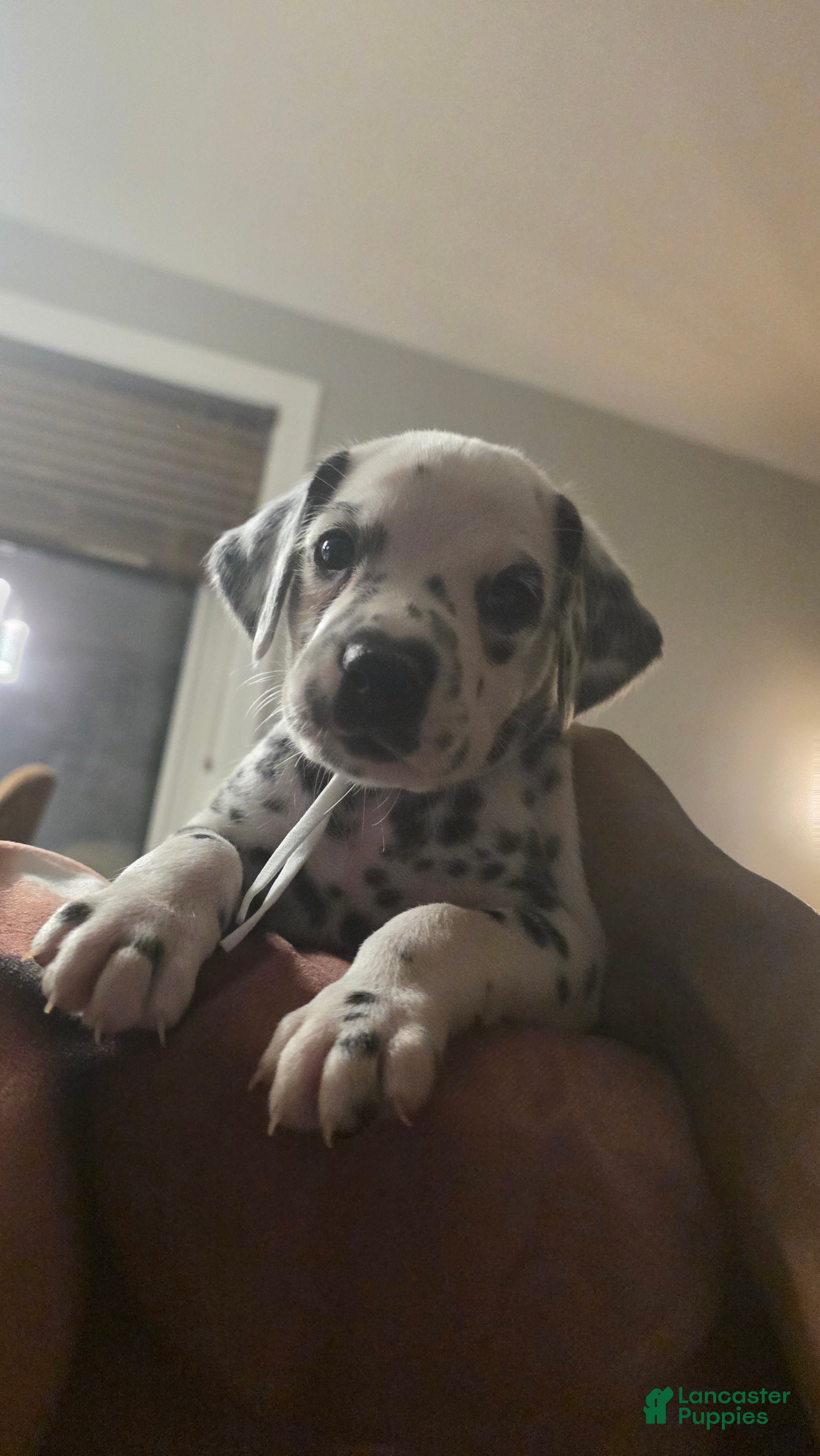 Dalmatian dogs Zion - Ad 14