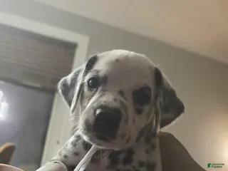 Dalmatian dogs Zion - Ad 14